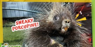 This Hurt Porcupine Is A Secret Escape Artist