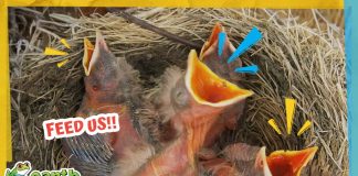 Robin Mom Has To Feed Her Babies 100 Times A Day!