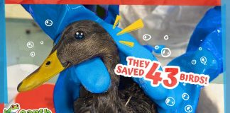 These Oil-covered Birds Need Help Now!