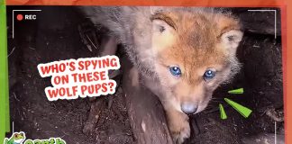 Secret Spies Are Watching These Wolf Pups… But Why???