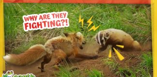 Fox Mom Defends Her Den from a Sneaky Badger!