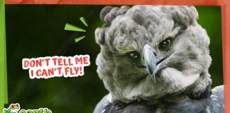 Will This Giant Eagle Fly or Flop?