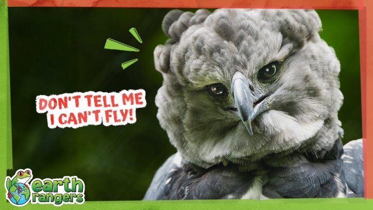 Will This Giant Eagle Fly or Flop? Will This Giant Eagle Fly or Flop?