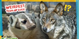 Is This the Strangest Animal Team-up Ever?