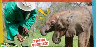 Baby Elephants Lost Their Herds but Found Each Other