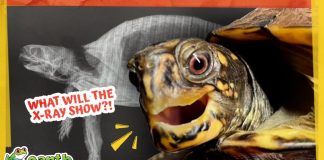 Why Is This Turtle’s Shell Stuffed With Mud?!