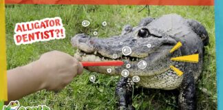 Is Brushing This Alligator’s Teeth a Good Idea?