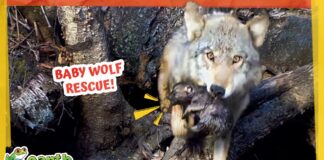 Hero Wolf Races Against Rising Water to Save Her Pups!