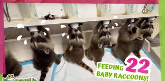 How Do They Feed 22 Baby Raccoons At The Same Time?!