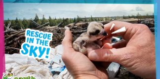 Hero Rescuer Saves Baby Bird Trapped Under A Plastic Bag