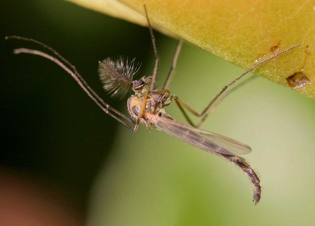 midge_entomart