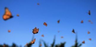 It’s Monarch Butterfly Week!