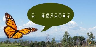 Can You Decode these Butterfly Jokes?