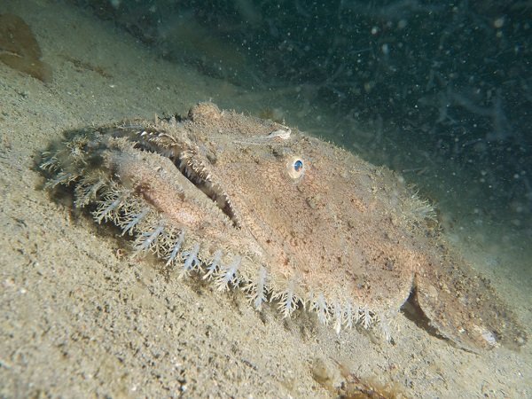 Monk fish