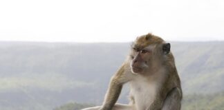 Caption this: What is this monkey thinking?