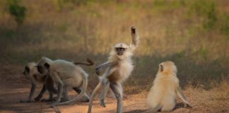 Caption This! What’s This Monkey Thinking?