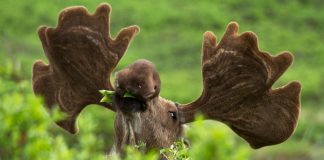Caption This: What is this Moose Thinking?