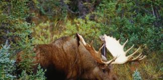 Moose are Amazing Swimmers