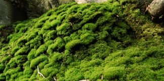 Meal Time for Moss moss