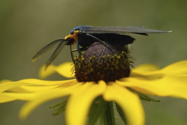 moth