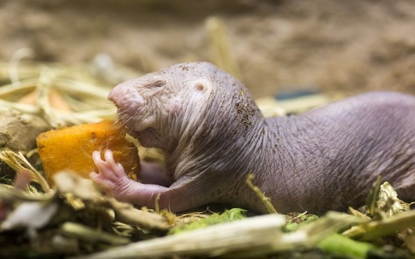 naked mole
