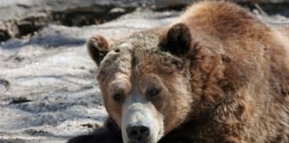 Animals on Low Power Mode: Winter Edition