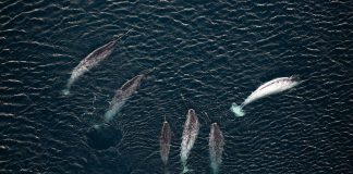 Caption This: What are these Narwhals Thinking?