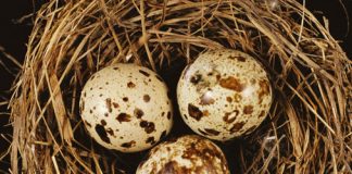 Through a Bird’s Eyes