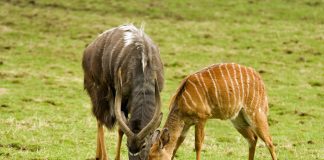 STEM goes to the Zoo!