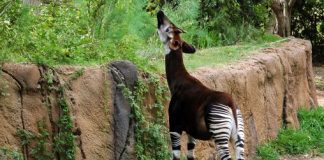 Don’t call me a Zebra! okapi, okapia johnstoni