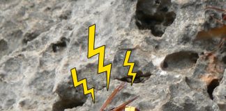 Ever heard of Electric Hornets?