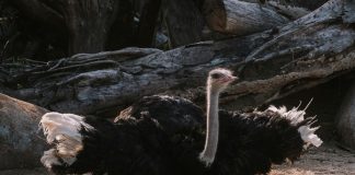 Caption This: What is this ostrich thinking?