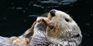 Our newest project is otter-ly amazing!