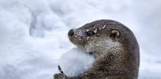 Top Ten Animals Enjoying Winter Break otter