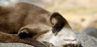 Top Ten Animals Chillin in the Sun otter, sun, napping