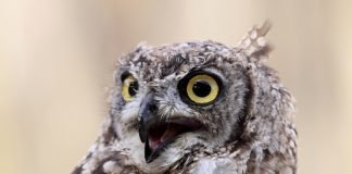 Top Ten Things Owls Give a Hoot About portrait owl