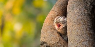 Caption This: What is this Owl Thinking?