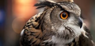 Top Ten Funny Halloween Animals Owl close up