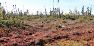 Power up to protect peatlands!