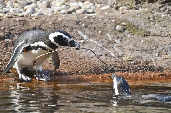 penguins playing with a stick