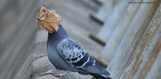 Caption This! What’s This Pigeon Thinking?