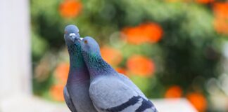 Caption this: What are these two pigeons saying?