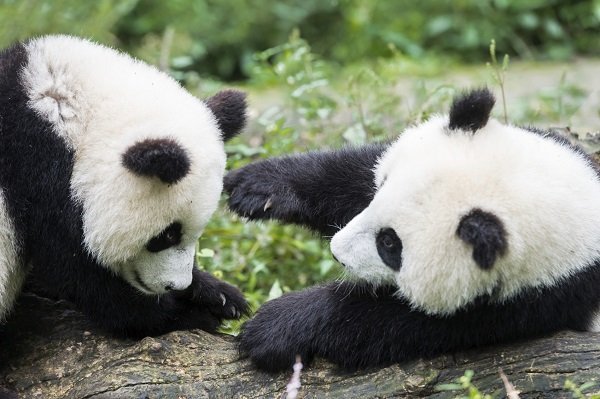 two Panda bears cubs playing