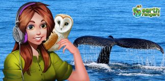 Podcast: Deep Sea Adventures and the World’s Biggest Animals