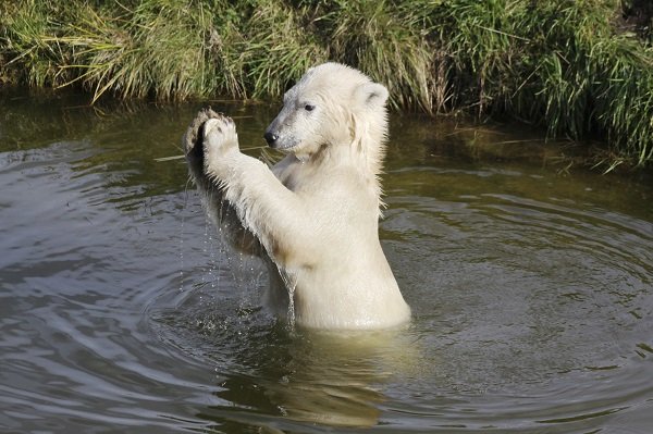 polar bear playing water