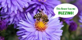 Picking the Perfect Plant — Pollinator Style!