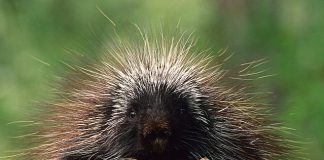 Spike Champions of the World! porcupine