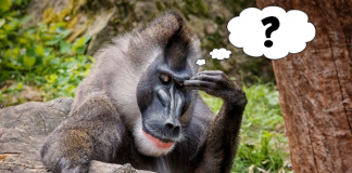 Caption This! What’s This Drill Thinking?