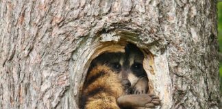 Caption This! What’s This Raccoon Thinking?