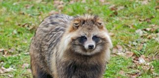 Top Ten Animals in Disguise